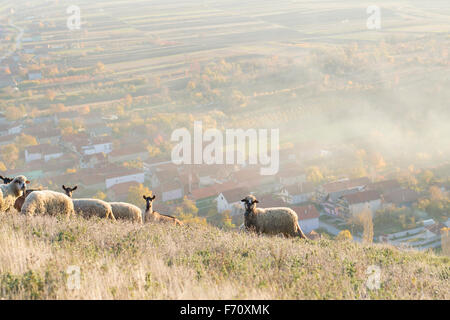Groupe d'ovins et caprins herbe de pâturage au-dessus du village avec chemin de la ville en arrière-plan Banque D'Images