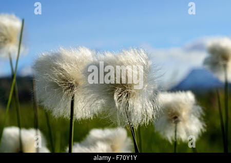 Belle cottongrass en été Banque D'Images