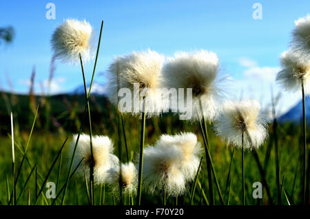 Belle cottongrass en été Banque D'Images