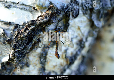 Odonates libellules de vrai soleil de l'été sur Birch Tree macro photo Banque D'Images