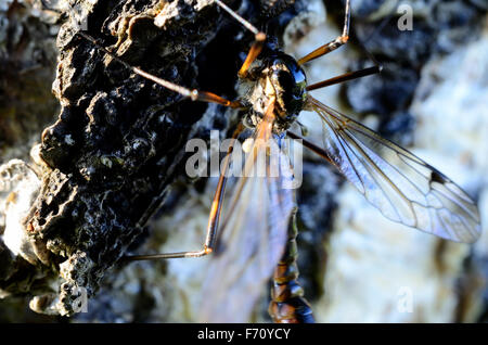 Odonates libellules de vrai soleil de l'été sur Birch Tree macro photo Banque D'Images