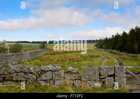 Champs, Forêts et landes près de Princetown à Dartmoor, dans le Devon (Angleterre) Banque D'Images