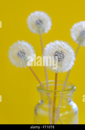 Fleurs de pissenlit dans un verre sur fond jaune Banque D'Images