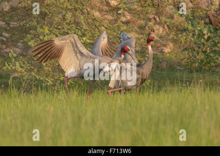 Grues Sarus (Grus antigone) combat à Thol Bird Sanctuary, Gujarat, Inde Banque D'Images