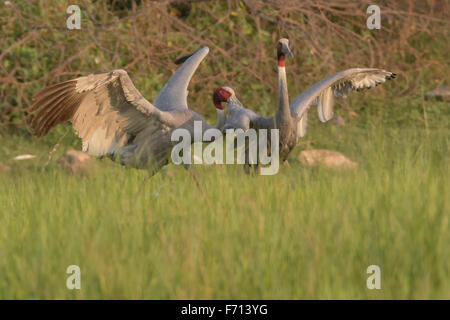 Grues Sarus (Grus antigone) combat à Thol Bird Sanctuary, Gujarat, Inde Banque D'Images