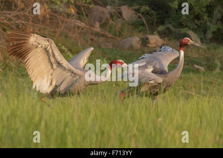 Grues Sarus (Grus antigone) combat à Thol Bird Sanctuary, Gujarat, Inde Banque D'Images