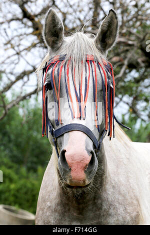 Head shot d'un arabe pur-sang mare dans le corral Banque D'Images