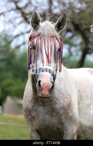 Head shot d'un arabe pur-sang mare dans le corral Banque D'Images
