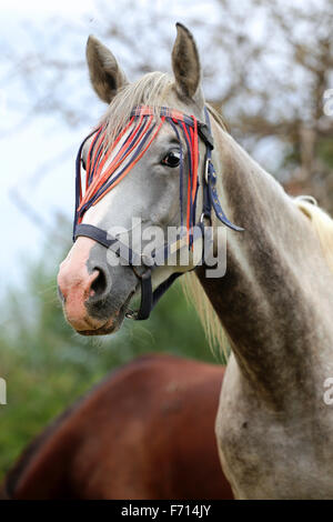 Portrait d'un cheval arabe de couleur gris scène rurale Banque D'Images