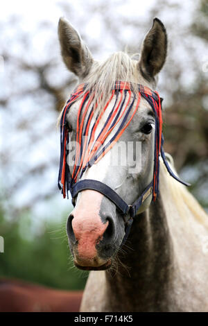 Head shot d'un arabe pur-sang mare dans le corral Banque D'Images