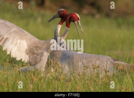 Grues Sarus (Grus antigone) combat à Thol Bird Sanctuary, Gujarat, Inde Banque D'Images