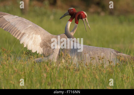 Grues Sarus (Grus antigone) combat à Thol Bird Sanctuary, Gujarat, Inde Banque D'Images