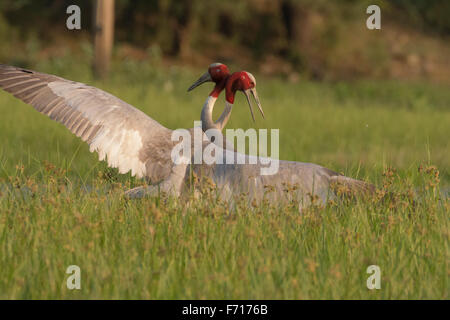 Grues Sarus (Grus antigone) combat à Thol Bird Sanctuary, Gujarat, Inde Banque D'Images