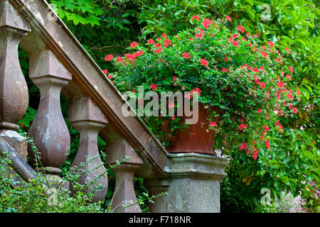 Pélargonium rouge fleurs dans un pot sur un escalier en pierre dans un jardin Banque D'Images