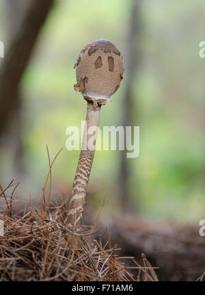 Les jeunes, coulemelle macrolepiota procera, poussant dans les forêts, l'Andalousie, espagne. Banque D'Images