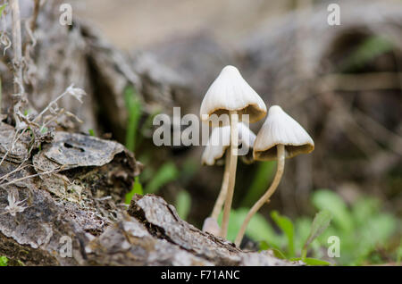 Mycena haematopus purge conte de casque, croissant sur écorce de chêne mort, Andalousie, espagne. Banque D'Images