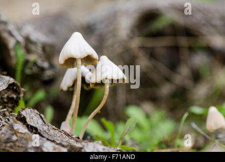 Mycena haematopus purge conte de casque, croissant sur écorce de chêne mort, Andalousie, espagne. Banque D'Images