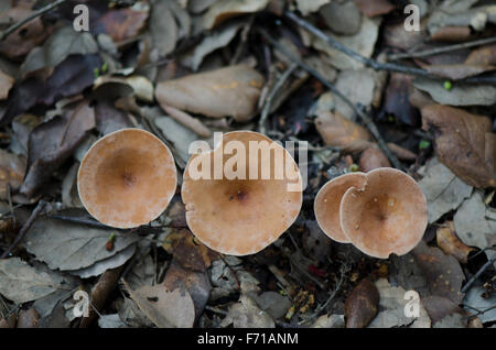 Champignons sauvages, entonnoir, Commun Infundibulicybe gibba, Clitocybe gibba, dans la forêt. L'Espagne. Banque D'Images