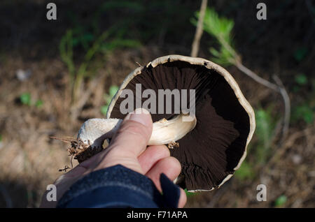 Cueillette à la main, de champignons sauvages d'Agaricus campestris dans une forêt de pins, Espagne Banque D'Images