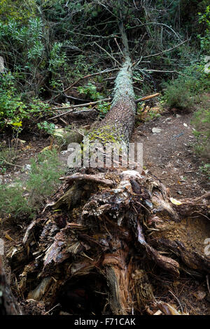 Déracinés, pin d'Alep Pinus halepensis, tombé dans la forêt. Espagne Banque D'Images