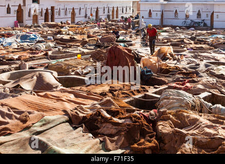 Les travailleurs de la grande tannerie, coopérative de manipulation de Marrakech vache, chèvre et chameau masque. Banque D'Images