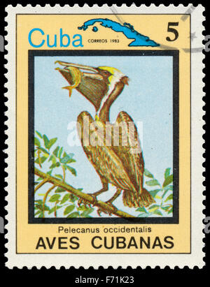 CUBA - circa 1983 : timbre montre pélican brun, Pelicanus occidentalis, à partir de la série "oiseaux" cubain, vers 1983 Banque D'Images