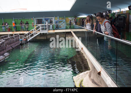 Les visiteurs de l'Aquarium de Sydney Banque D'Images