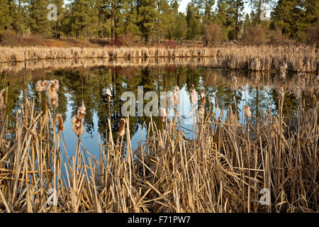 WA12091-00...WASHINGTON - Les roseaux le long des rives du lac marécageux Blackhorse de Turnbull National Wildlife Refuge. Banque D'Images