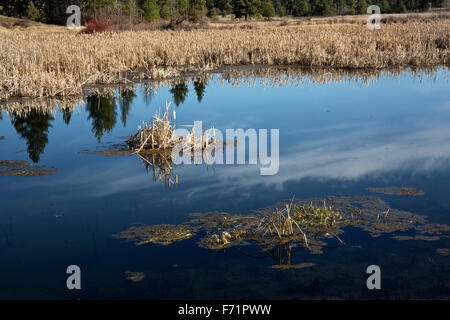 WASHINGTON - Une île de prêle à Winslow piscine depuis le sentier en boucle des lacs de pin dans Turnbull National Wildlife Refuge. Banque D'Images