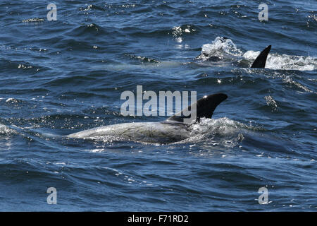 Dauphin de Risso dans la baie de Monterey, Californie Banque D'Images
