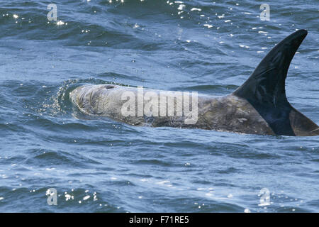 Dauphin de Risso dans la baie de Monterey, Californie Banque D'Images