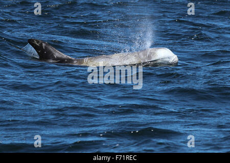 Dauphin de Risso dans la baie de Monterey, Californie Banque D'Images