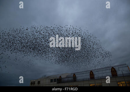 Aberystwyth, Pays de Galles, Royaume-Uni. 23 novembre, 2015. Murmurations Starling comme ils atterrissent au perchoir en vertu de l'embarcadère en fin d'après-midi à Aberystwyth au Pays de Galles. Credit : Keith Larby/Alamy Live News Banque D'Images