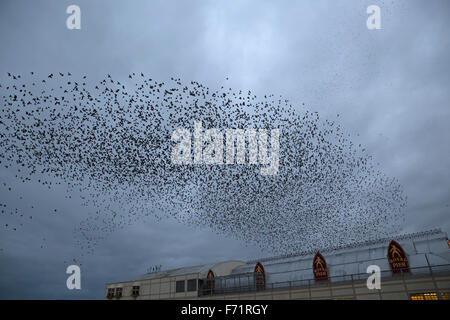 Aberystwyth, Pays de Galles, Royaume-Uni. 23 novembre, 2015. Murmurations Starling comme ils atterrissent au perchoir en vertu de l'embarcadère en fin d'après-midi à Aberystwyth au Pays de Galles. Credit : Keith Larby/Alamy Live News Banque D'Images