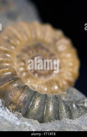 Close-up d'un fossile d'ammonite Banque D'Images