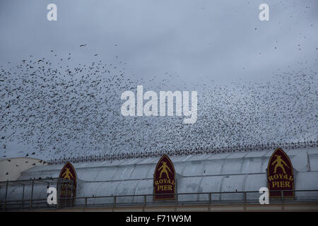 Aberystwyth, Pays de Galles, Royaume-Uni. 23 novembre, 2015. Murmurations Starling comme ils atterrissent au perchoir en vertu de l'embarcadère en fin d'après-midi à Aberystwyth au Pays de Galles. Credit : Keith Larby/Alamy Live News Banque D'Images