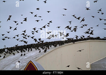 Aberystwyth, Pays de Galles, Royaume-Uni. 23 novembre, 2015. L'étourneau des terres sur la toiture de la jetée Royal en fin d'après-midi à Aberystwyth au Pays de Galles. Credit : Keith Larby/Alamy Live News Banque D'Images