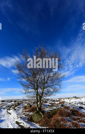 Janvier, neige de l'hiver, l'arbre du bouleau verruqueux (Betula pendula) sur Big Moor, parc national de Peak District, Derbyshire, Angleterre, RU Banque D'Images
