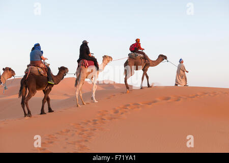 Caravanes de chameaux traversant les dunes de sable, de l'Erg Chebbi, Merzouga, Sahara, Maroc Banque D'Images