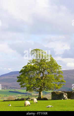 Le Parc National de Lake District. Arbre avec feuilles de printemps et les brebis avec agneaux dans domaine en muret de pierres sèches. Warnell tomba, Cumbria. Banque D'Images