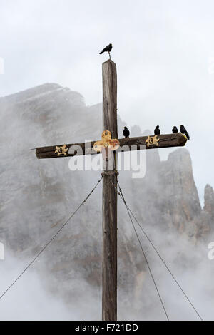 Alpine Chough assis sur un sommet cross, (Pyrrhocorax graculus), Dolomites, Tyrol du Sud, Italie, Europe Banque D'Images