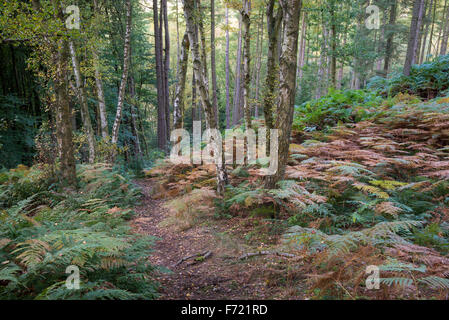 Chemin dans Erncroft woods à Etherow country park à Stockport, Angleterre. Couleurs d'automne dans les arbres et les fougères. Banque D'Images