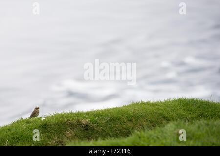 Meadow pipit spioncelle Anthus pratensis, avec de la nourriture sur l'herbe sur les îles féroé Banque D'Images
