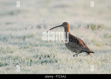 Rare Courlis cendré / Grosser Brachvogel ( Numenius arquata ) promenades à travers givre herbe couverte à la recherche de nourriture.