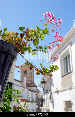 Une fleur dans la rue de Jérusalem, avec les cloches de l'Église tour dans l'arrière-plan. Banque D'Images