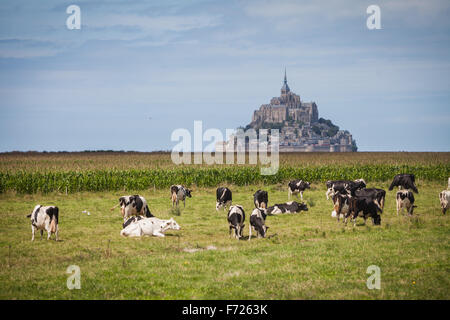 Image en couleur de certaines vaches Holstein en face du Mont Saint Michel en Normandie, France. Banque D'Images