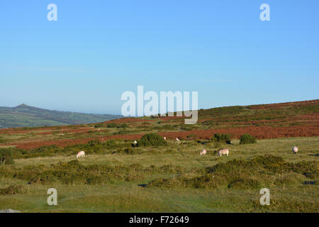 Des moutons paissant sur Frasnes commun dans l'automne, Dartmoor National Park, Devon, Angleterre Banque D'Images