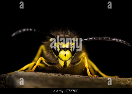 Guêpe commune (Vespula Vulgaris) de front contre l'arrière-plan noir Banque D'Images