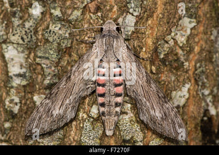 Convolvulus hawk moth (Agrius convolvuli) au repos sur l'écorce, femme Banque D'Images