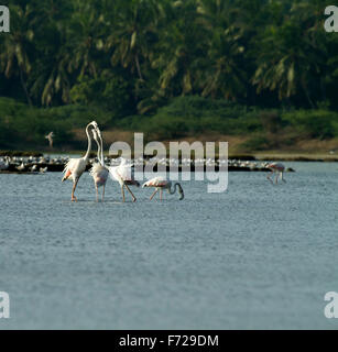 Le flamant rose (Phoenicopterus roseus) est l'espèce la plus répandue de la famille Flamingo. Banque D'Images